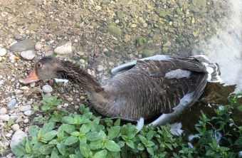 Tote Graugans | © Karin Haas