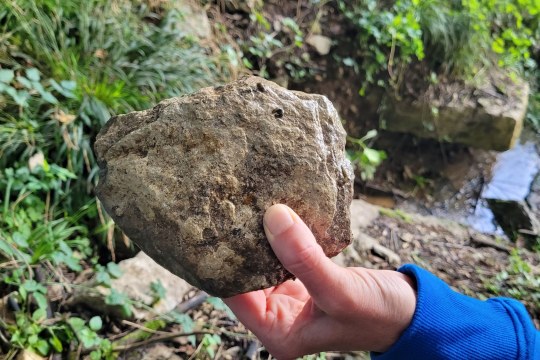 Alpenstrudelwurm auf einem Stein | © Stefanie Bernhardt