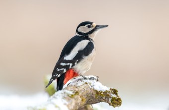 Buntspecht im Winter | © Marcus Meyer