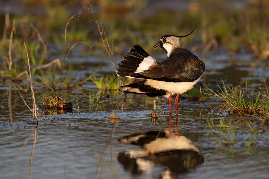 Kiebitz | © Josef Baumgartner