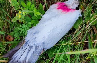 Kamikazetaube | © Karsten Hofmann