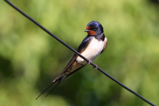 Rauchschwalbe | © Zdenek-Tunka