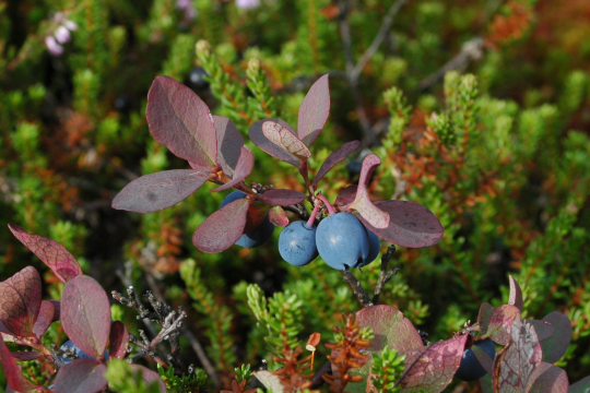 Rauschbeere - Vaccinium uliginosum | © Eva Schubert