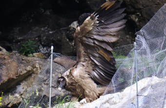 Recka neben dem Zaun | © Markus Leitner