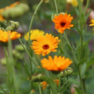 Ringelblume - Calendula officinalis | © Carola Bria