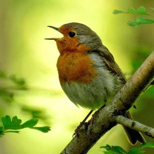 Rotkehlchen | © Michael Thomas