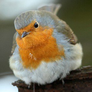 Rotkehlchen sitzt auf einem Stück Holz | © Sieghart Muthsam
