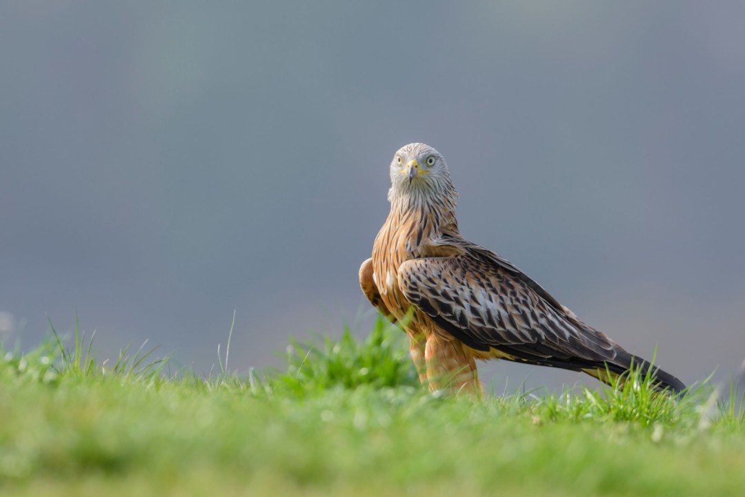 Rotmilan auf Wiese | © Christoph Bosch (Archivbild)