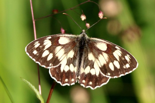 Der Schachbrettfalter ist ist dunkelbraun mit hellen weißen Flecken. Die Ränder der Flügel sind ebenfalls weiß | © Lydia Geisenberger