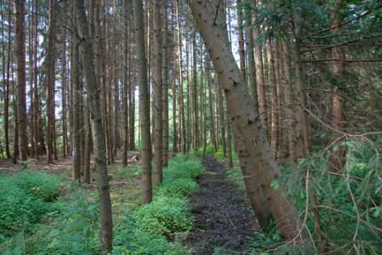 Fichtenriegel im LBV-Schutzgebiet Schneybachtal | © Julia Römheld