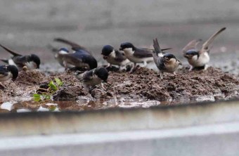 Schwalben in einer Lehmpfütze | © Rolf Thiemann