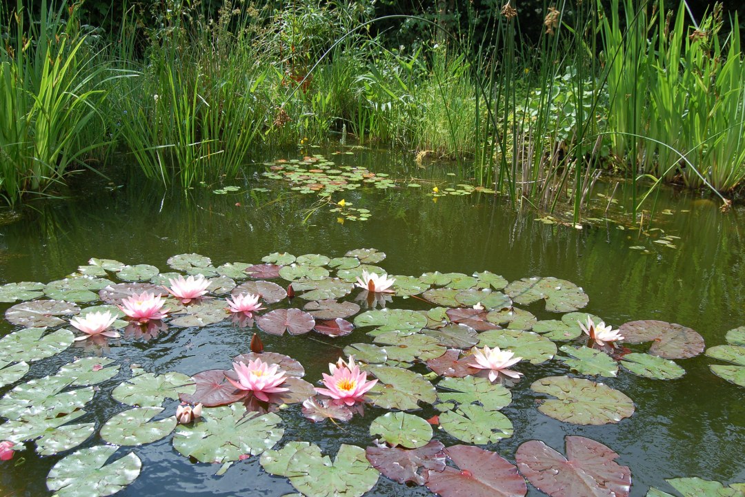 Gartenteich | © A.v.Lindeiner