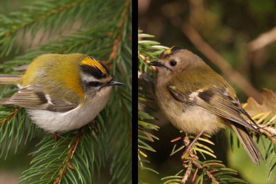 Sommergoldhähnchen links und Wintergoldhähnchen rechts im Bild | © Petra Altrichter/ Hans-Joachim Fünfstück