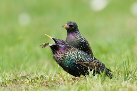 Vorn sieht man einen männlichen Star mit dem "Brautgeschenk" - einer Blume. Hinter ihm steht das Star-Weibchen, deren Schnabelspitze etwas dunkler ist als die vom Männchen | © Rosl Rößner