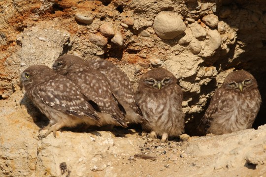 junge Steinkäuze | © Zdenek Tunka