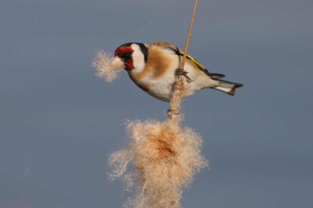 Stieglitz bzw. Diestelfink stizt an einem dünnen Strauch und frisst die Samen | © Zdenek Tunka