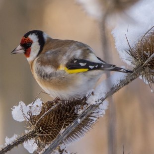 Stieglitz im Winter | © Andreas Hartl