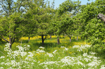 Streuobstwiese im Frühsommer | © Franziska Wenger