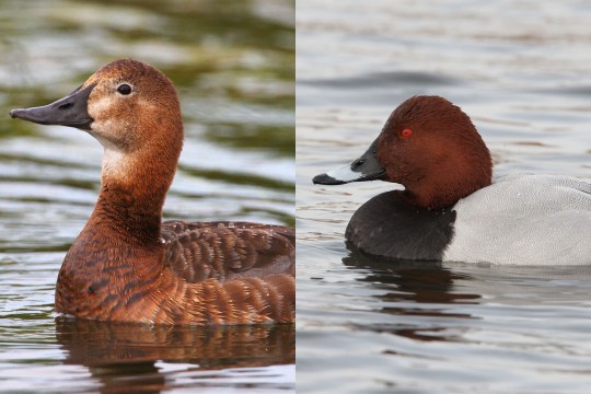 Tafelenten: Weibchen links, Männchen rechts | © Zdenek Tunka/ Dr.Christoph Moning