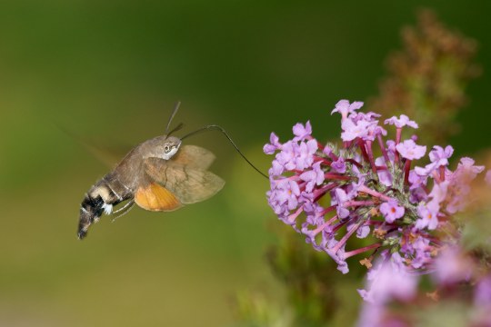 Taubenschwänzchen im Flug | © Hans Schaffelhofer