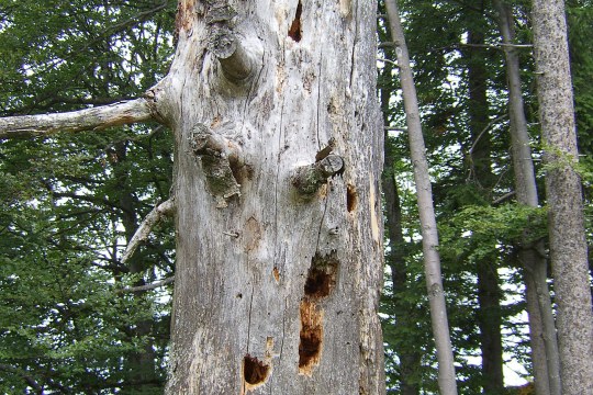 Totholzbaum mit Spechthöhlen | © R. Brode