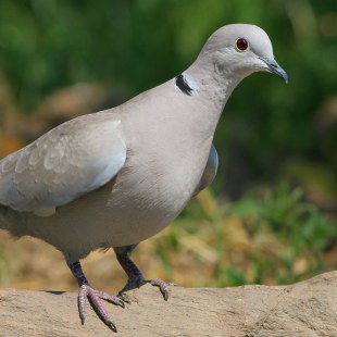 Türkentaube | © Zdenek Tunka