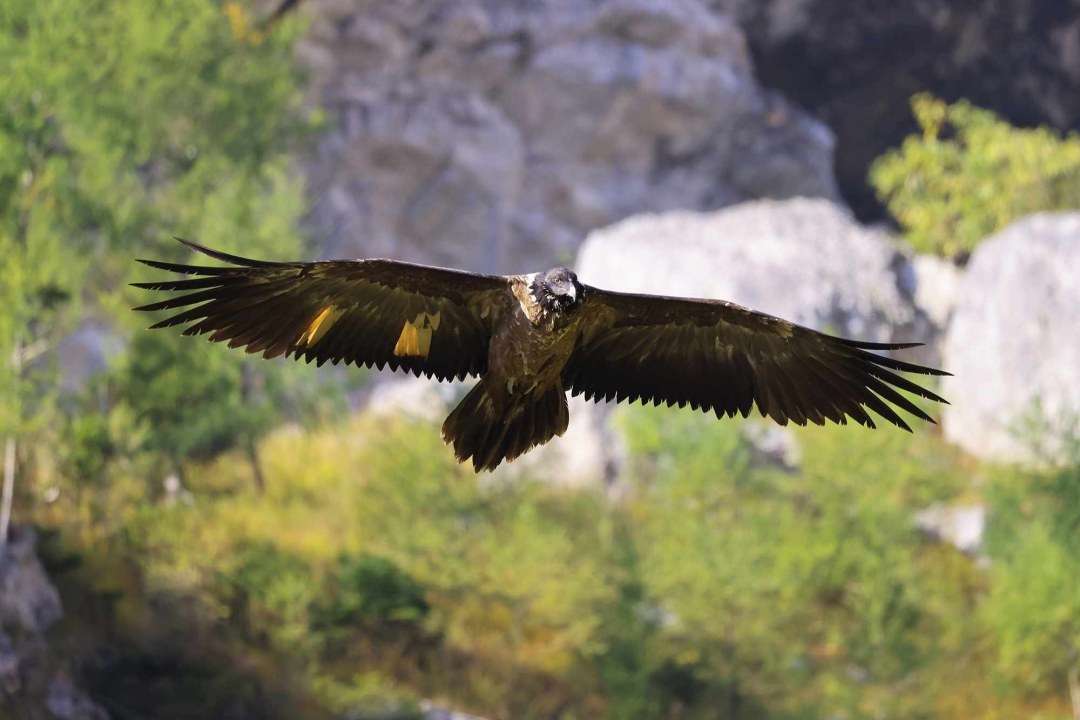 Wally im Flug | © Markus Leitner