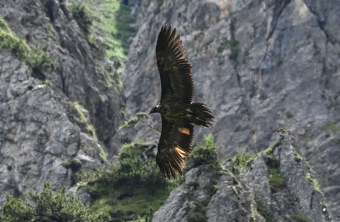 Bartgeier Wally im Flug, dahinter Berge | © Michael Wittmann