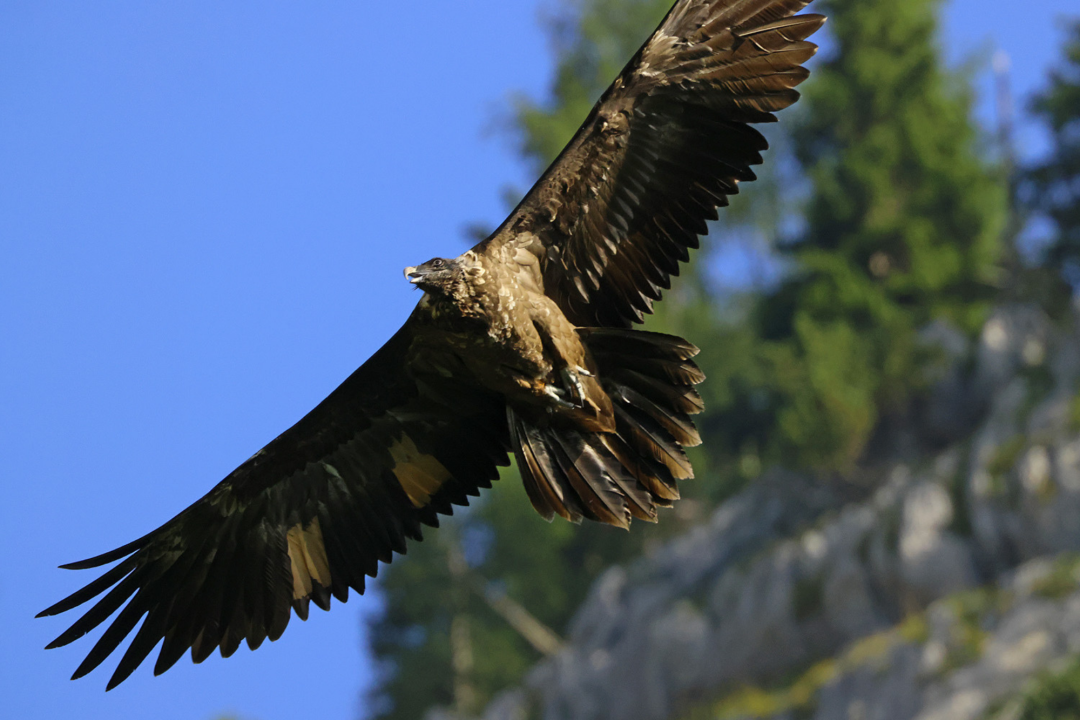 Wally | © Markus Leitner