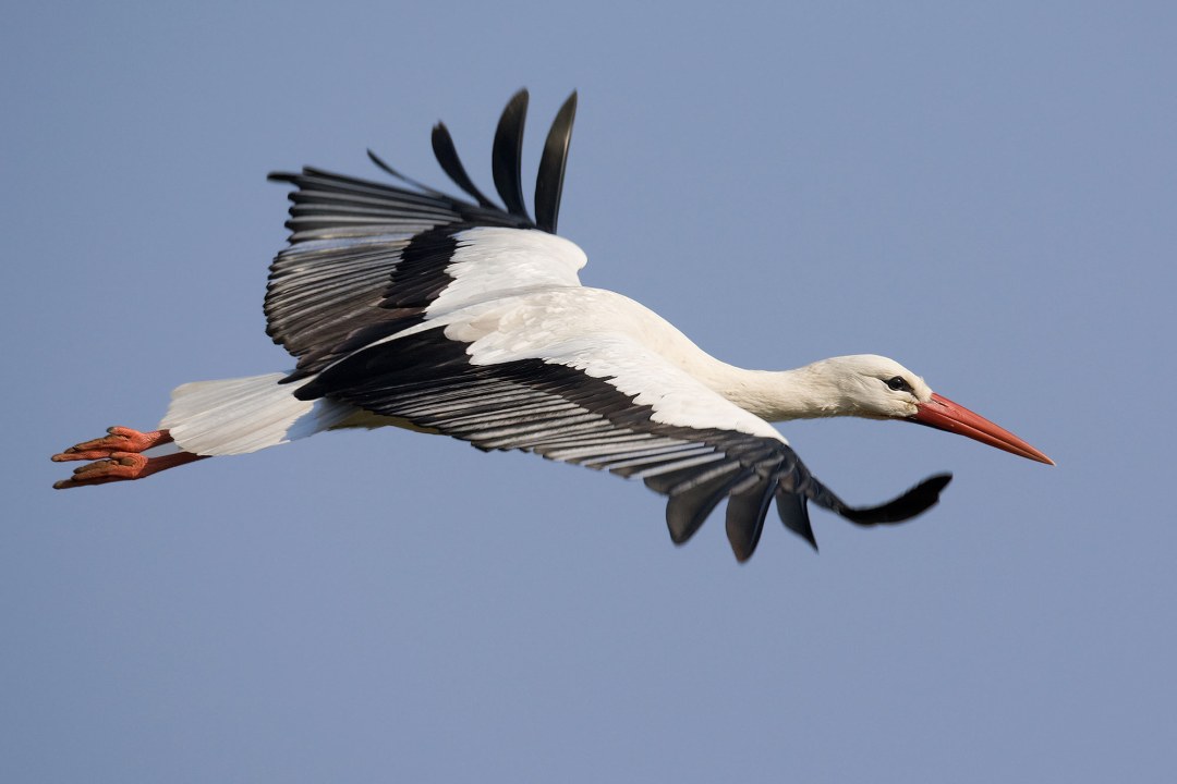 Ein Weißstorch im Flug vor blauem Himmel | © Frank Derer