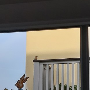 Wiedehopf auf Balkon | © Heidi Söldner