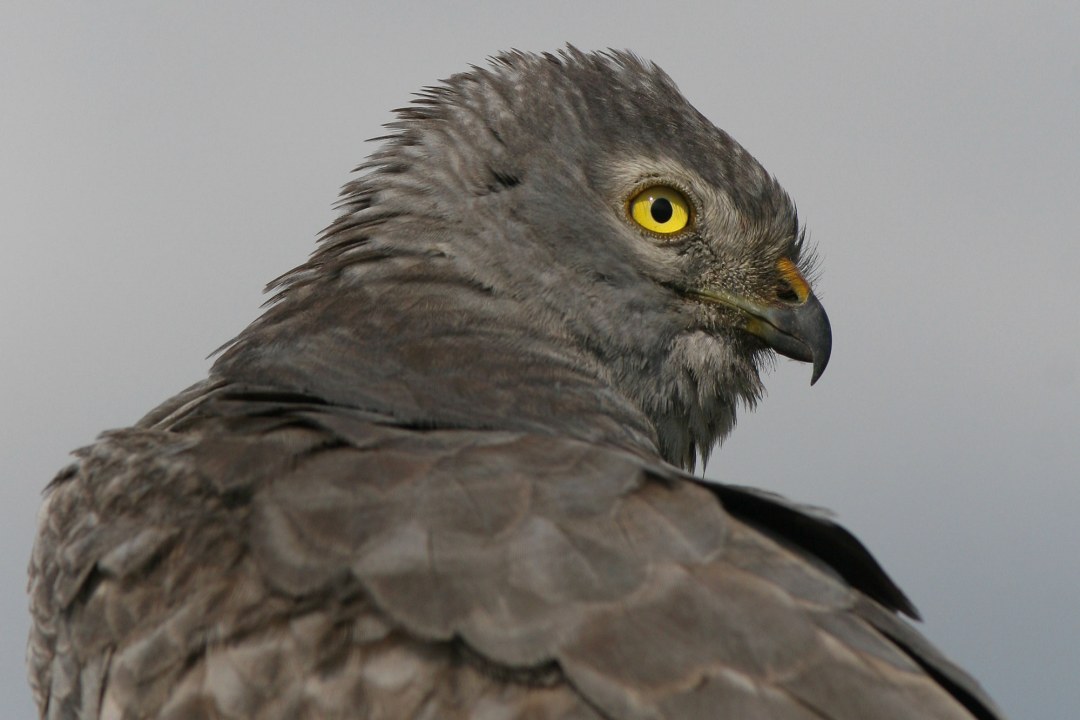 Wiesenweihe Nahaufnahme | © Zdenek Tunka