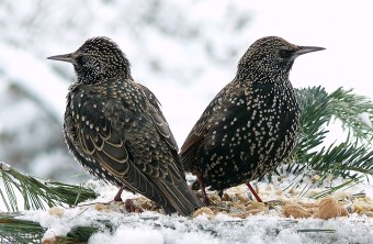 Zwei Stare sitzen in einer eingeschneiten Futterstelle | © Norbert Steffan