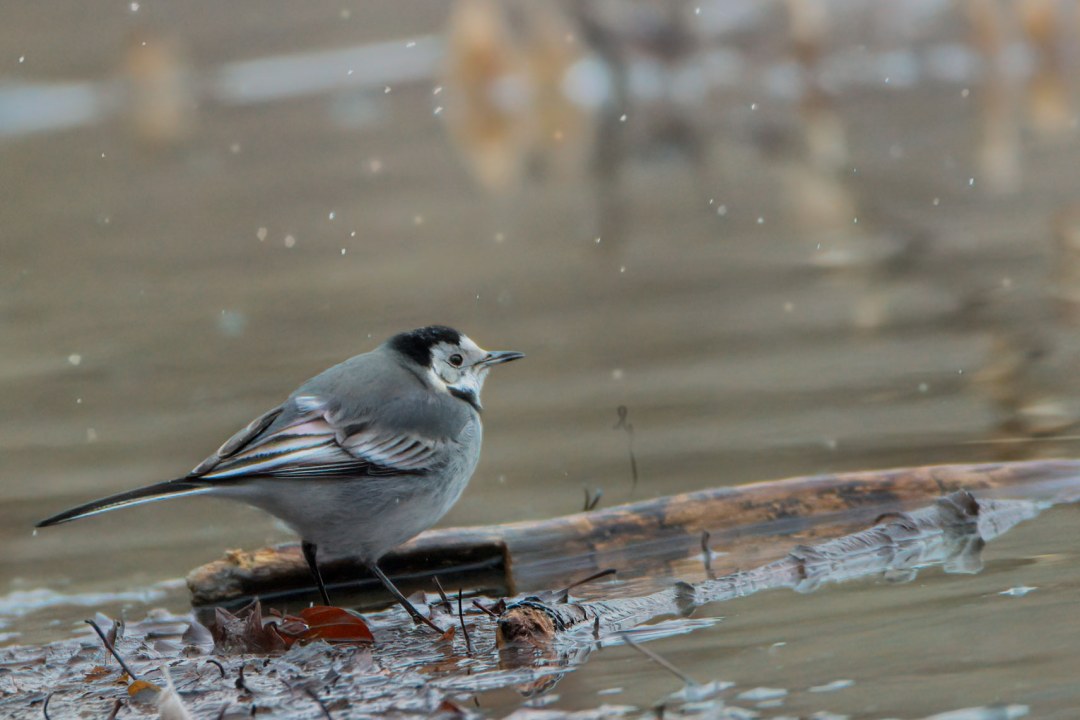 Bachstelze | © Matthias Hüther