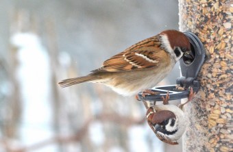 Zwei Feldsperlinge sitzen an einer Futtersäule. Einer frisst aus der dem Loch der Säule, der andere hängt direkt mit den Füßen unter dem anderen Feldsperling an der Sitzfläche | © Sabrina Edelhoff