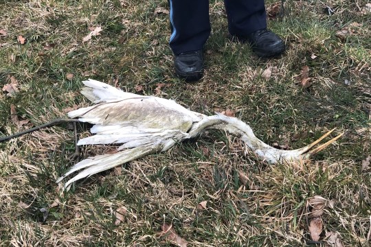 Toter Silberreiher |  © Bettina Schröfl