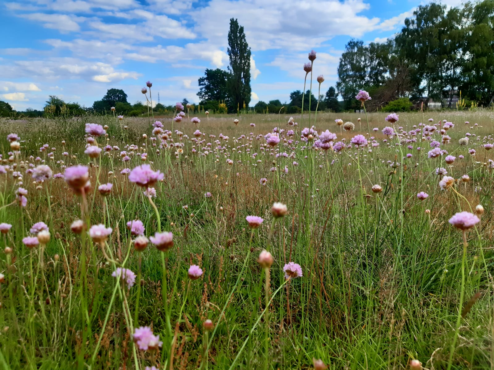 Grasnelken | © Patricia Danel