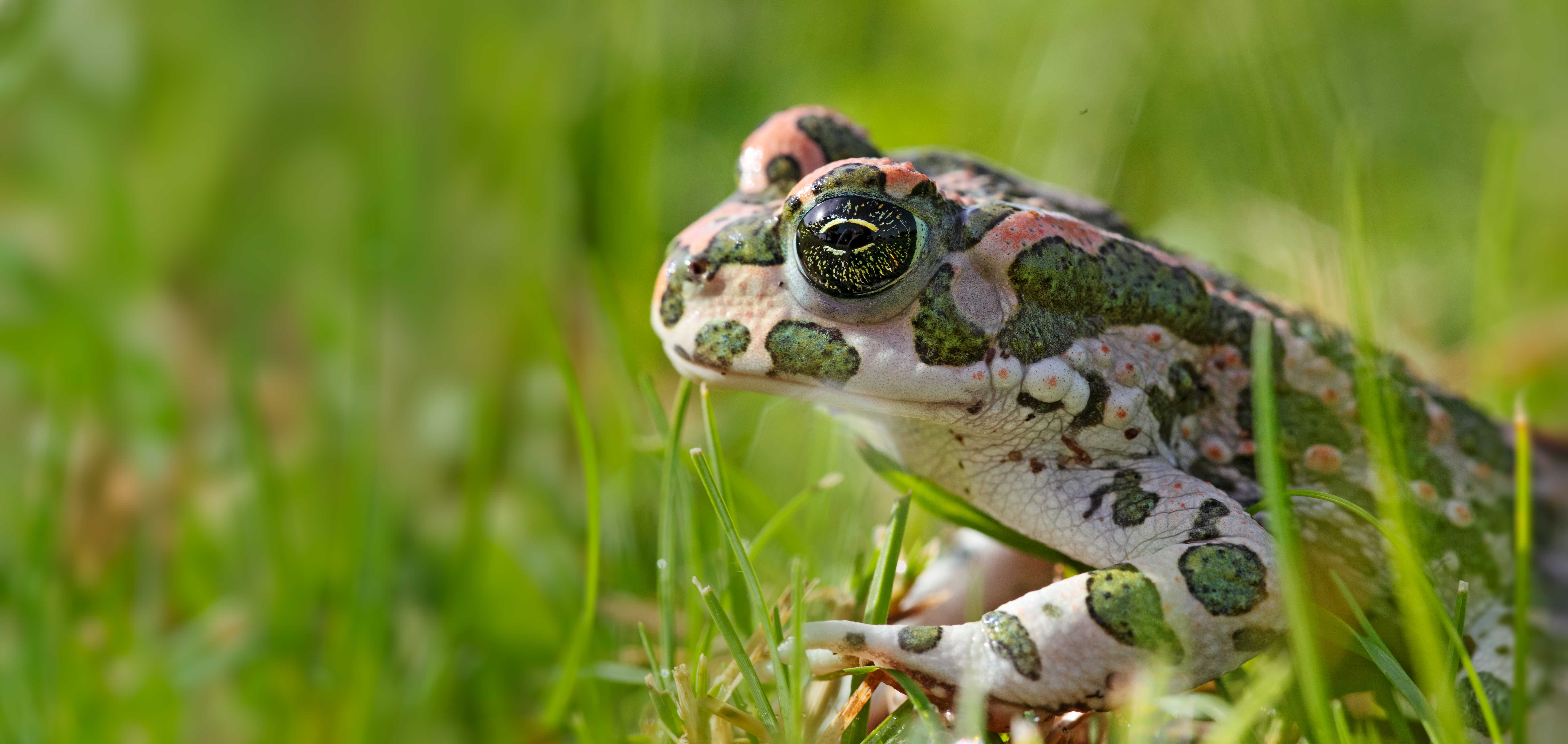 Wechselkröte | © Andreas Hartl