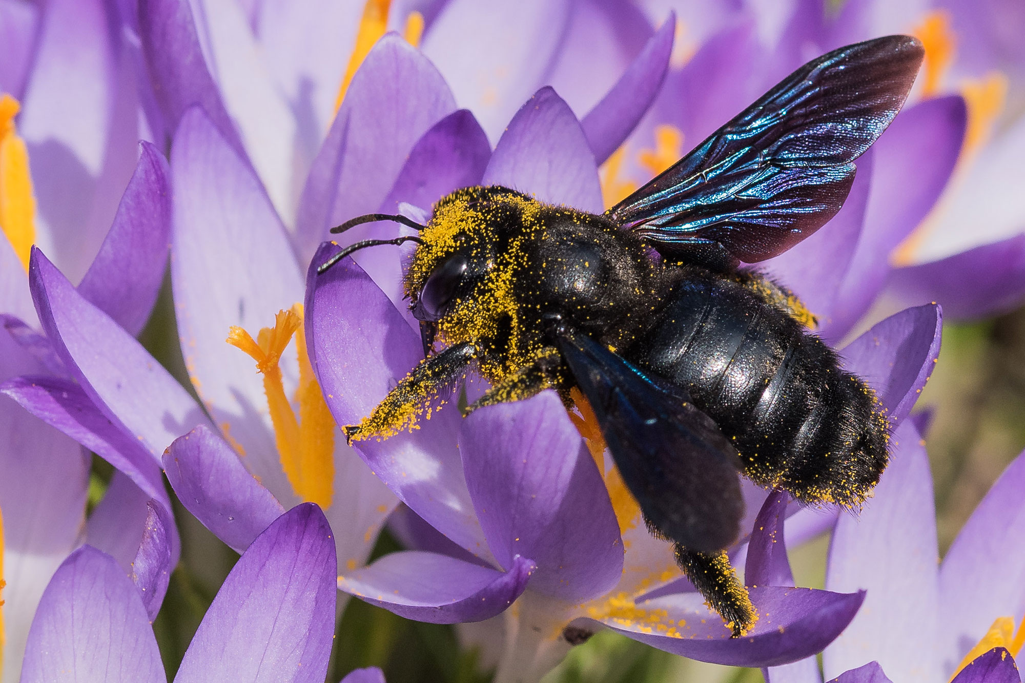 poussière bulle Déballage hummel mit blauen flügeln Signal Ne pas Tragique