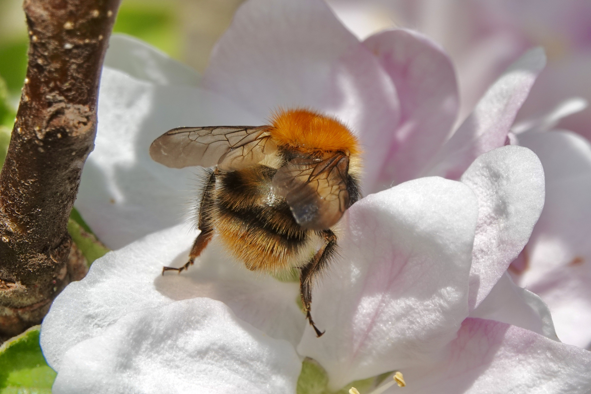 Ackerhummel | © Gabi Heckwolf