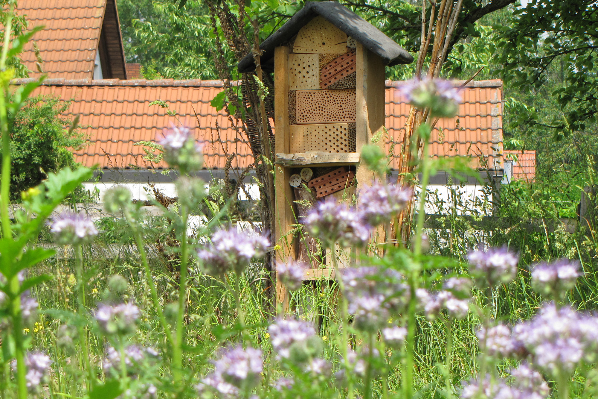 Insektensommer | © Birgit Helbig