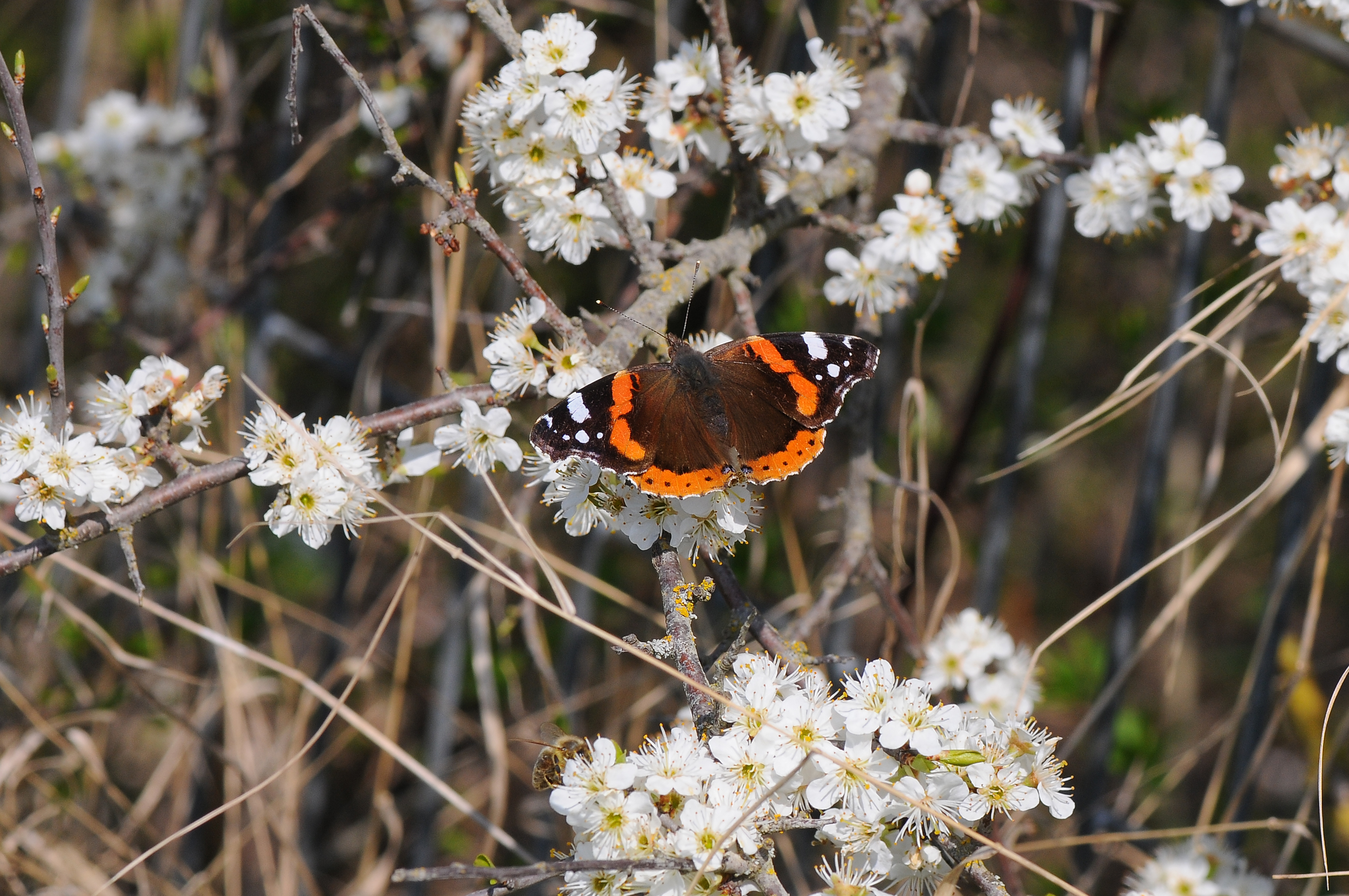 Admiral | © Dr. Eberhard Pfeuffer