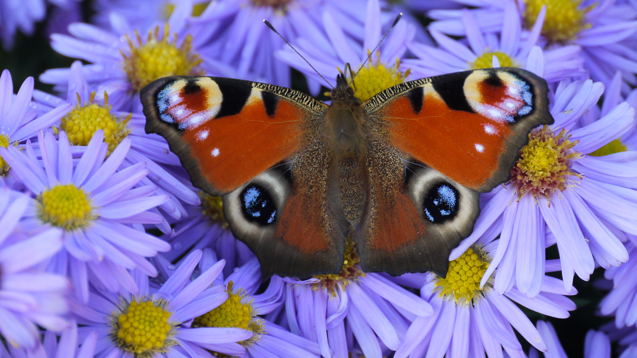 Tagpfauenauge | © Maria Bauer