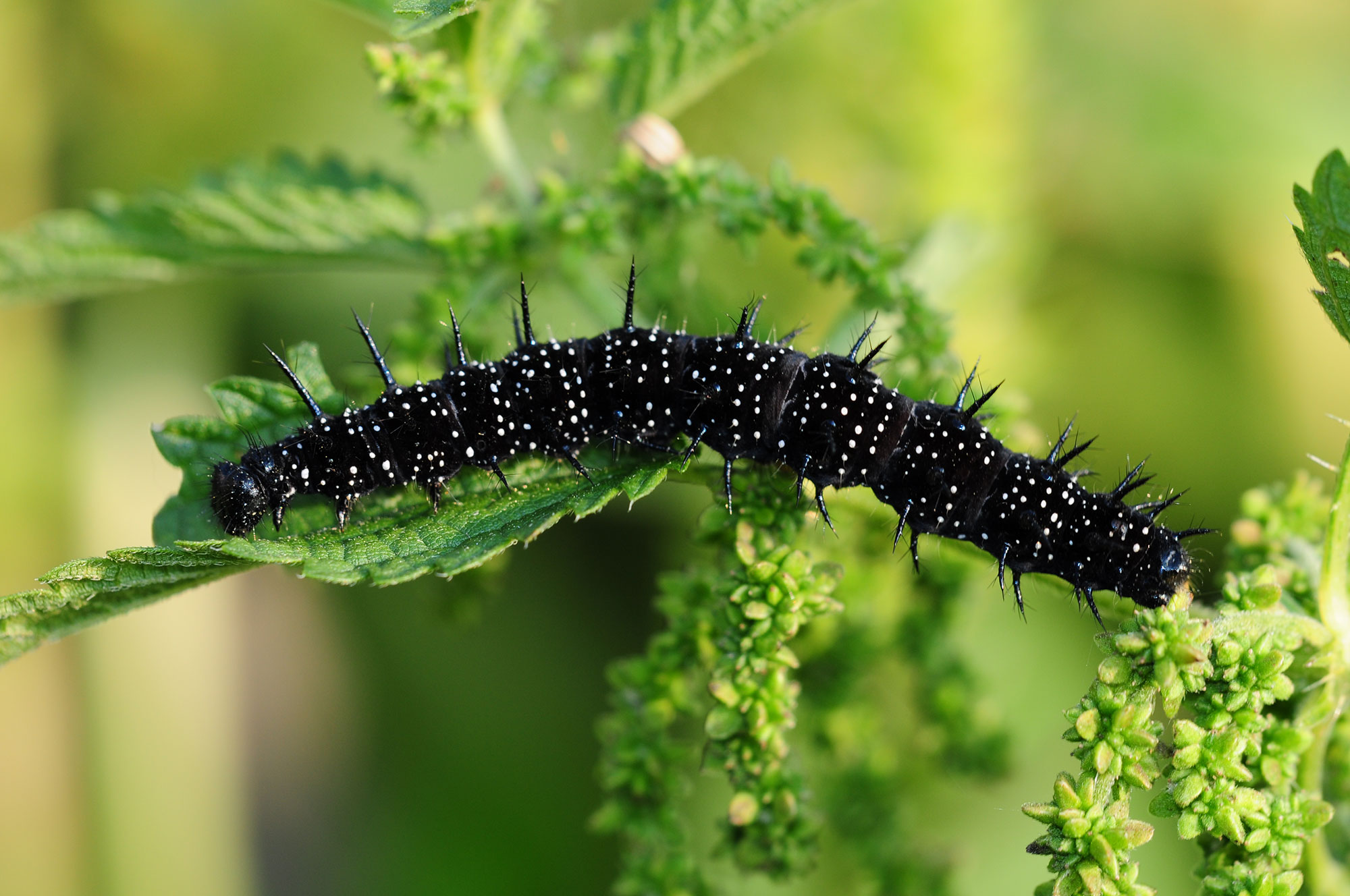 Schwarze Raupe kriecht über ein Blatt | © H. Zinnecker