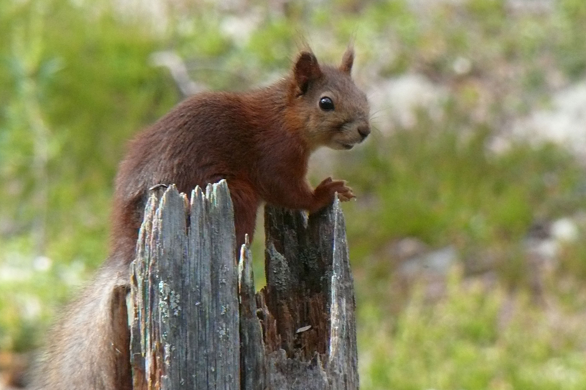 eichhörnchen bilder zum ausdrucken kostenlos