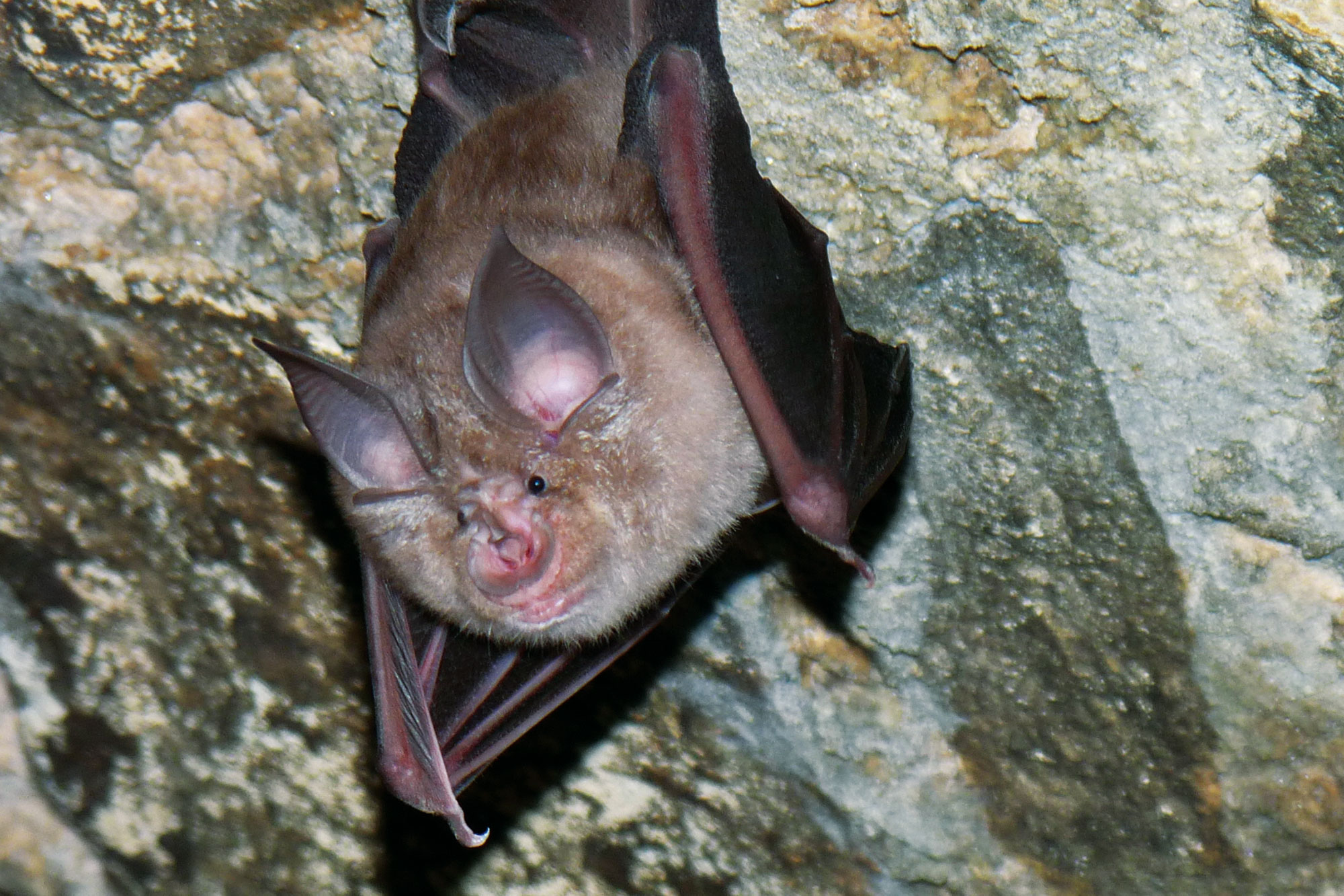 Große Hufeisennase hängt von einer felsigen Decke herab | © Rudi Leitl