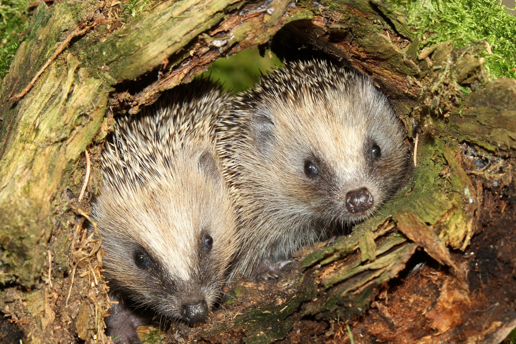 Zwei Igel in einer Baumhöhle | © Dieter Hopf