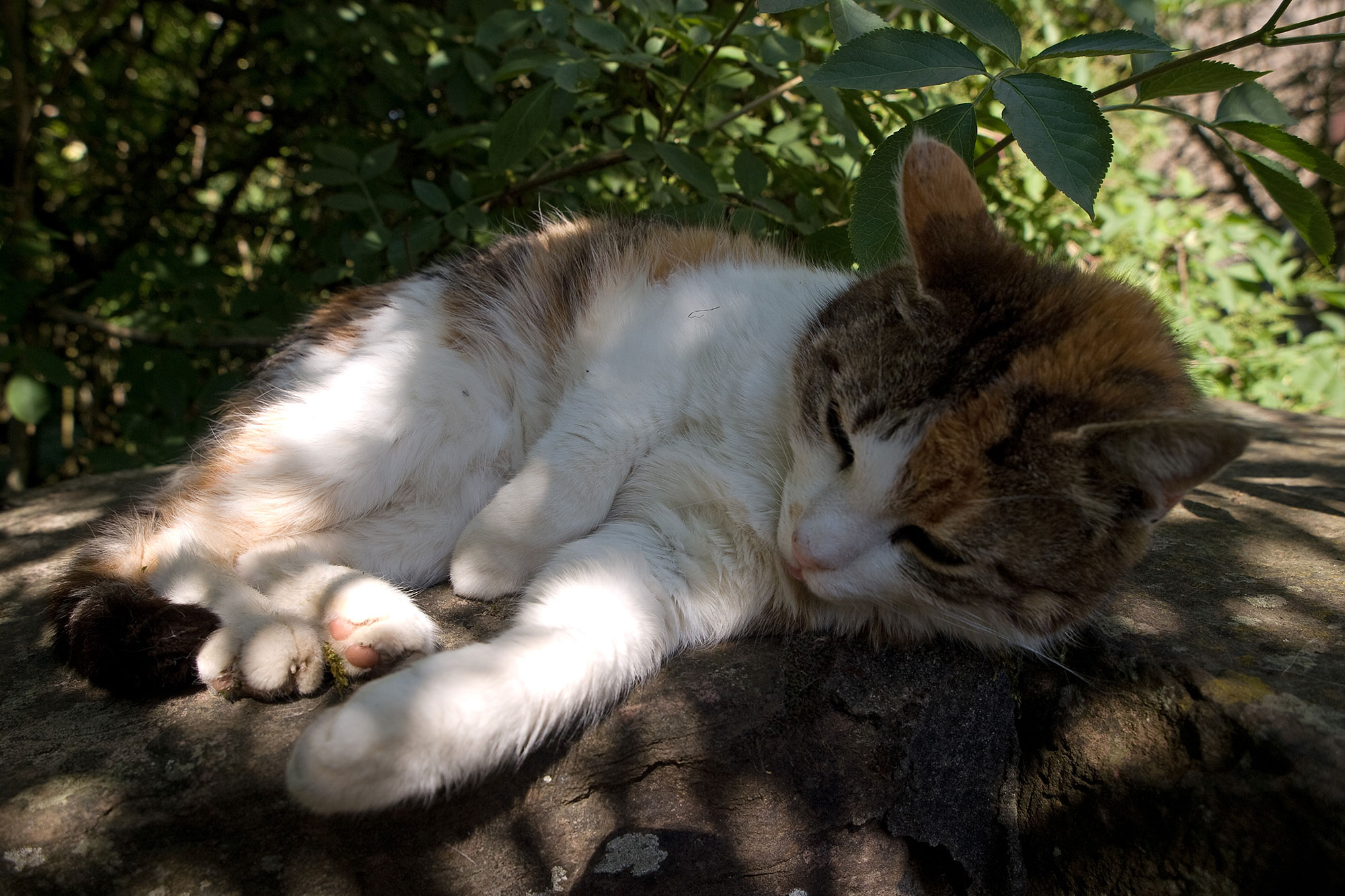 Katzen Und Vögel Tipps Für Garten Und Katzenbesitzer Lbv