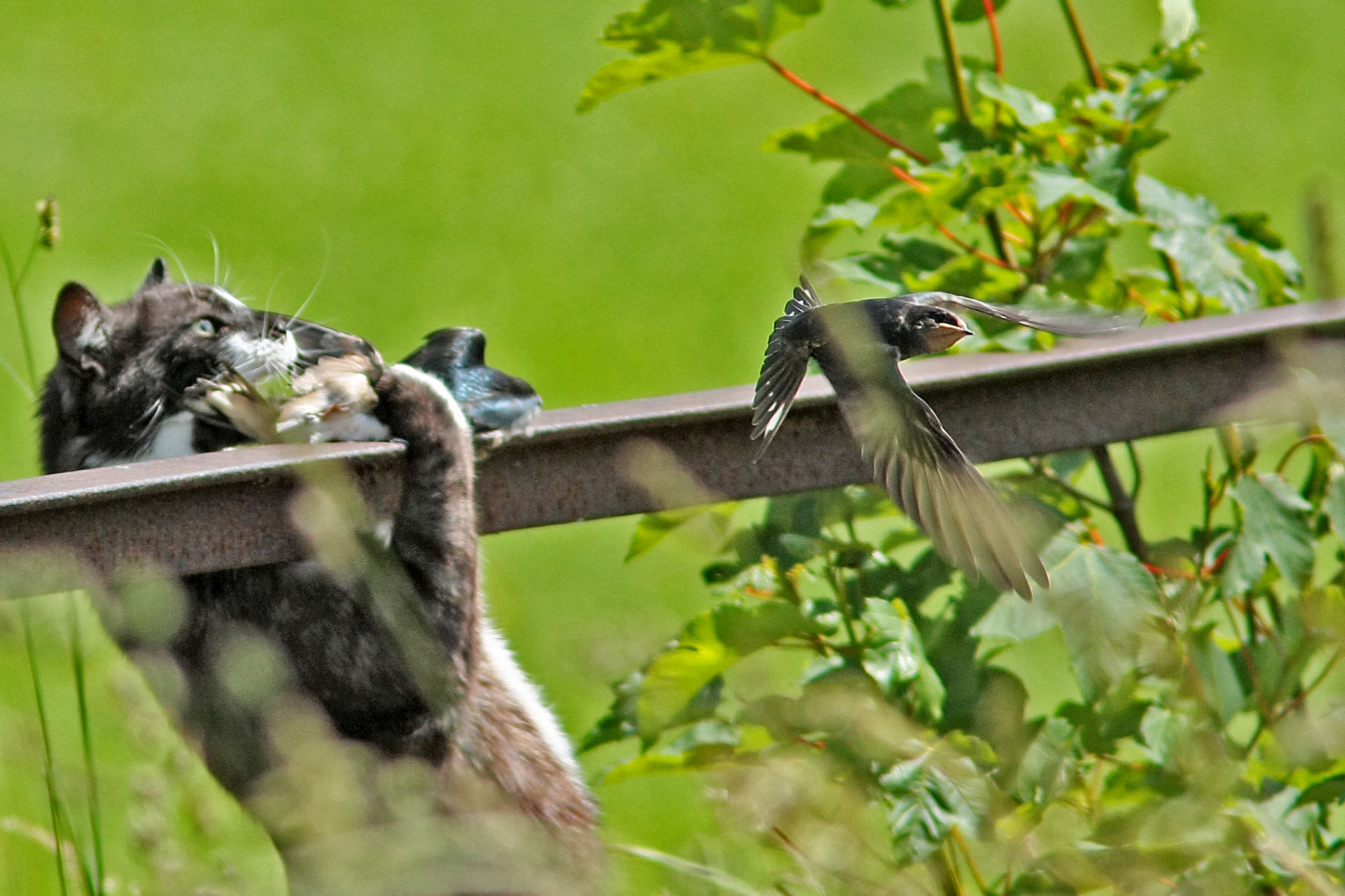 Katzen und Vögel: Tipps für Garten- und Katzenbesitzer - LBV - Gemeinsam  Bayerns Natur schützen