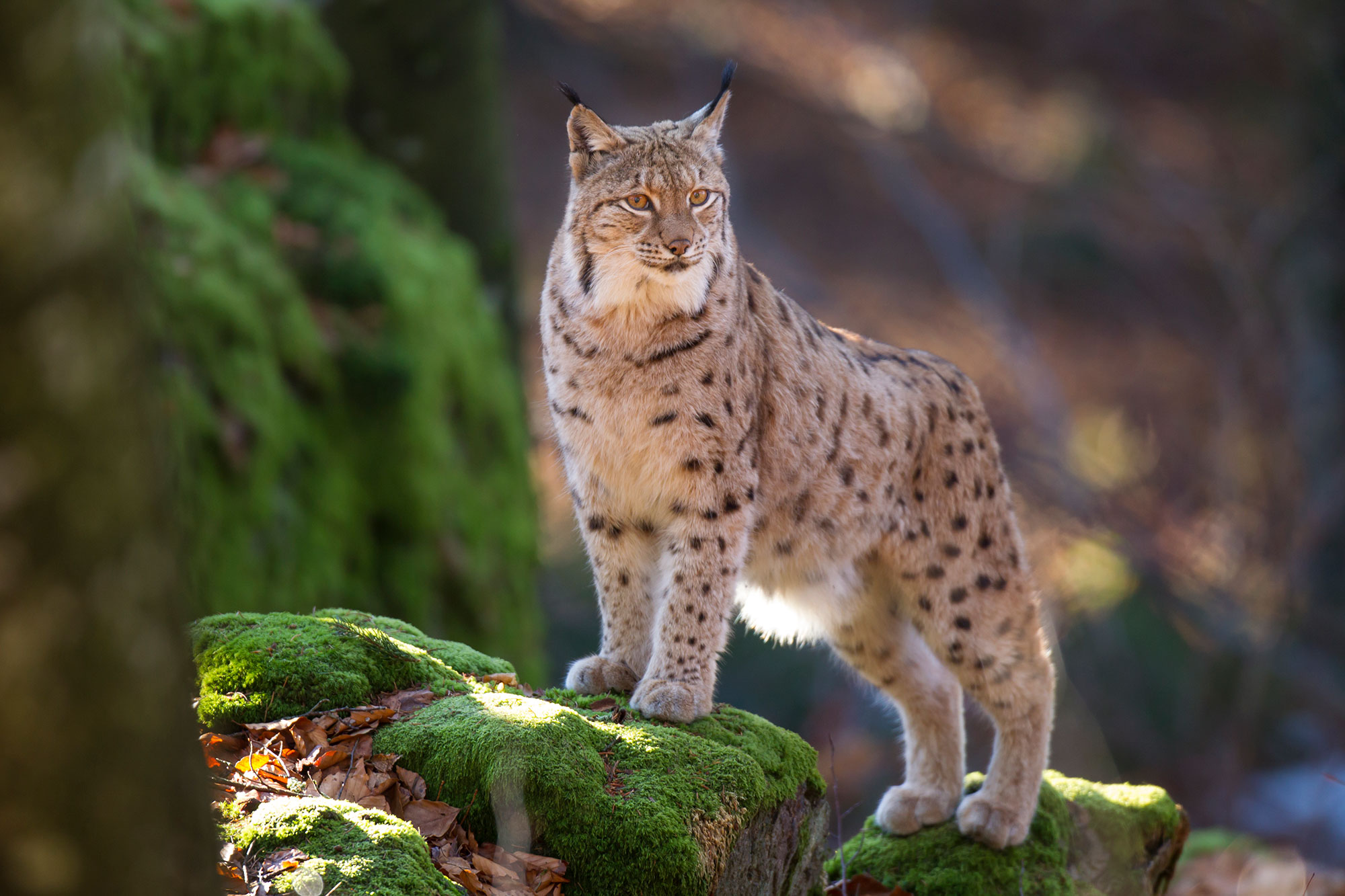 Luchs auf einem moosbewachsenen Fels | © Marcus Bosch